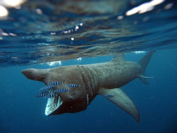 La pesca sportiva in ‘aiuto’ degli squali del Mediterraneo
