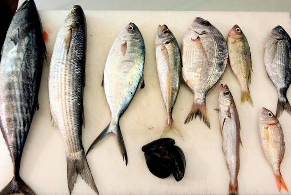 Slow Fish: nel 2014 pescate solo 13 specie