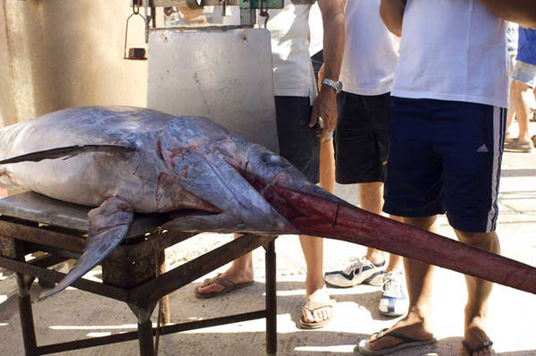 Pesca: per pesce spada ipotesi quote come per tonno rosso