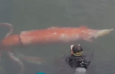Calamaro gigante entra in un porto in Giappone