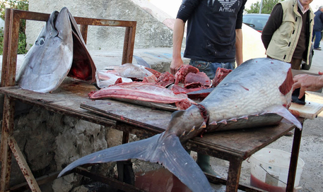 Sicilia: Musumeci, impugnato decreto quote tonno