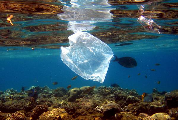 Ambiente: Tremiti; parte campagna sub per fondali puliti