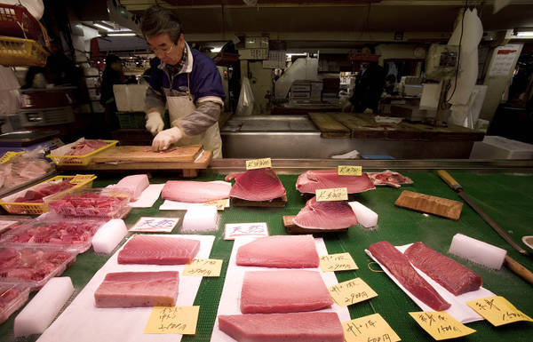 Pesca: Wwf a Iccat, non aumentare quote tonno rosso