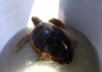 Tartaruga salvata alle isole Tremiti