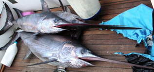 DISCIPLINA DELLA PESCA SPORTIVA E RICREATIVA DEL PESCE SPADA