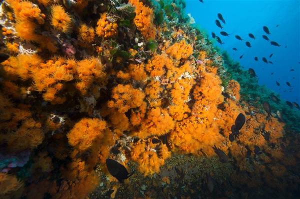 ‘Nuovi’ coralli minacciati negli abissi del Mediterraneo