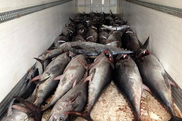 Ue, in crescita stock tonno rosso ma mantenere sforzi