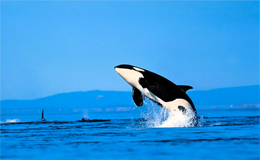 Orca attacca pescatore di gamberi