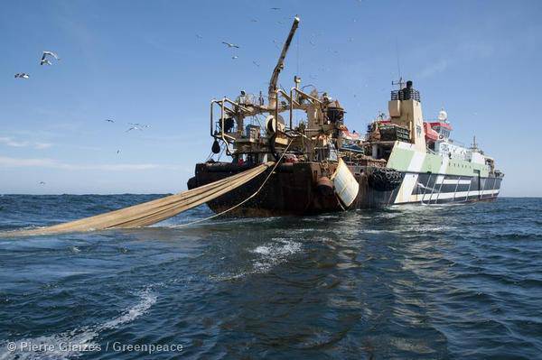 Pesca eccessiva, in 40 anni dimezzati i grandi pesci