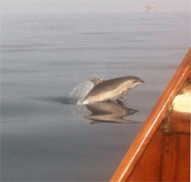 “DOLPHIN”