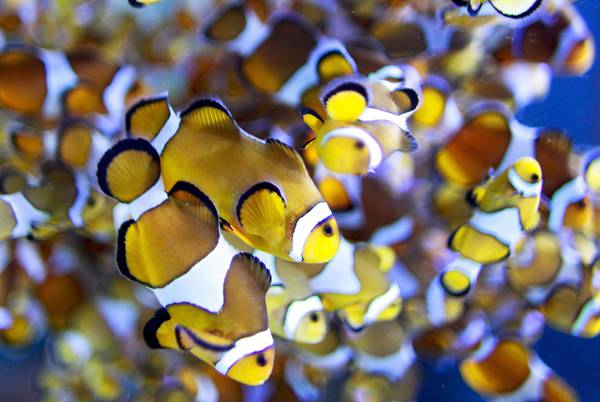 Pesca: Ispra, progetto contro specie aliene portate da navi