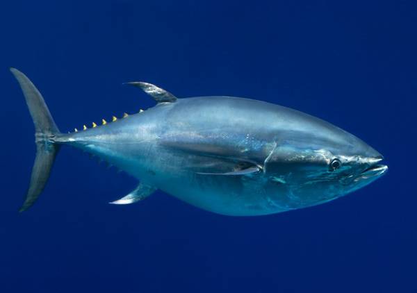 Pesca: parte campagna tonno rosso,sale 20% quota Italia 2016