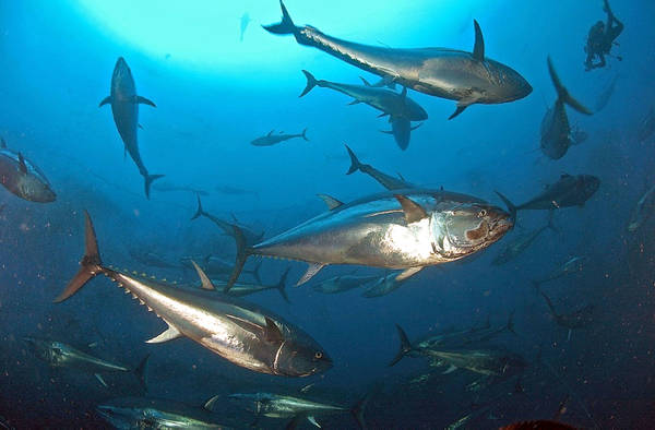 La rotta del tonno rosso in un progetto europeo