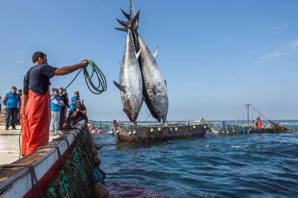 Pesca: stop burocrazia e più sostenibilità in agenda 2020
